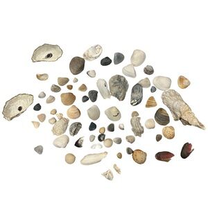 Assorted Seashell Collection